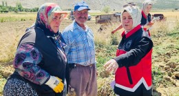 GİLEVGİ SARIMSAĞI HASADI BAŞLADI