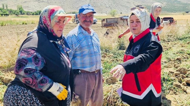 GİLEVGİ SARIMSAĞI HASADI BAŞLADI